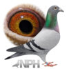 LOT 1.02, GB 21 Z 16566 Blue Cock, Outstanding Hereman Ceuster breeding in this cracking cock……